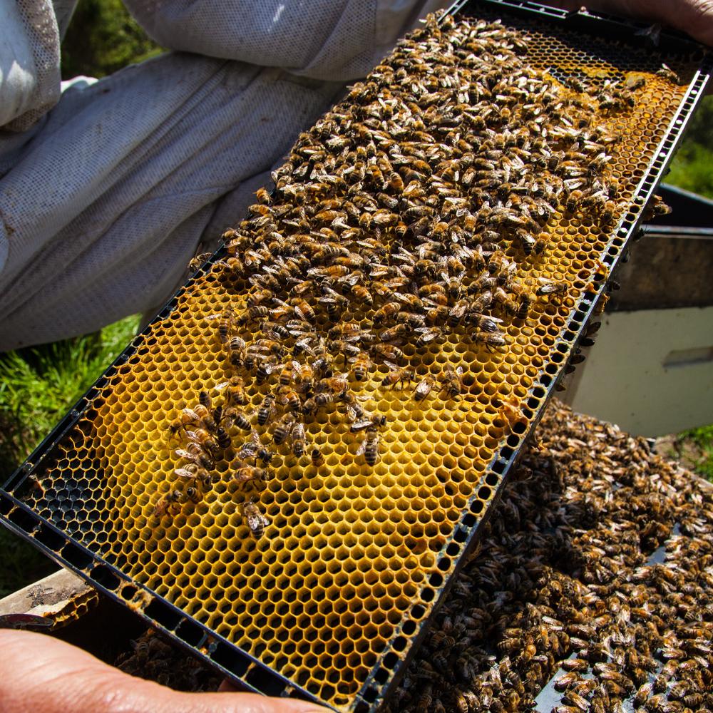 BeeNZ プレミアムマヌカハニー【UMF5+/UMF10+/UMF15+/UMF20+】4個食べ比べセット