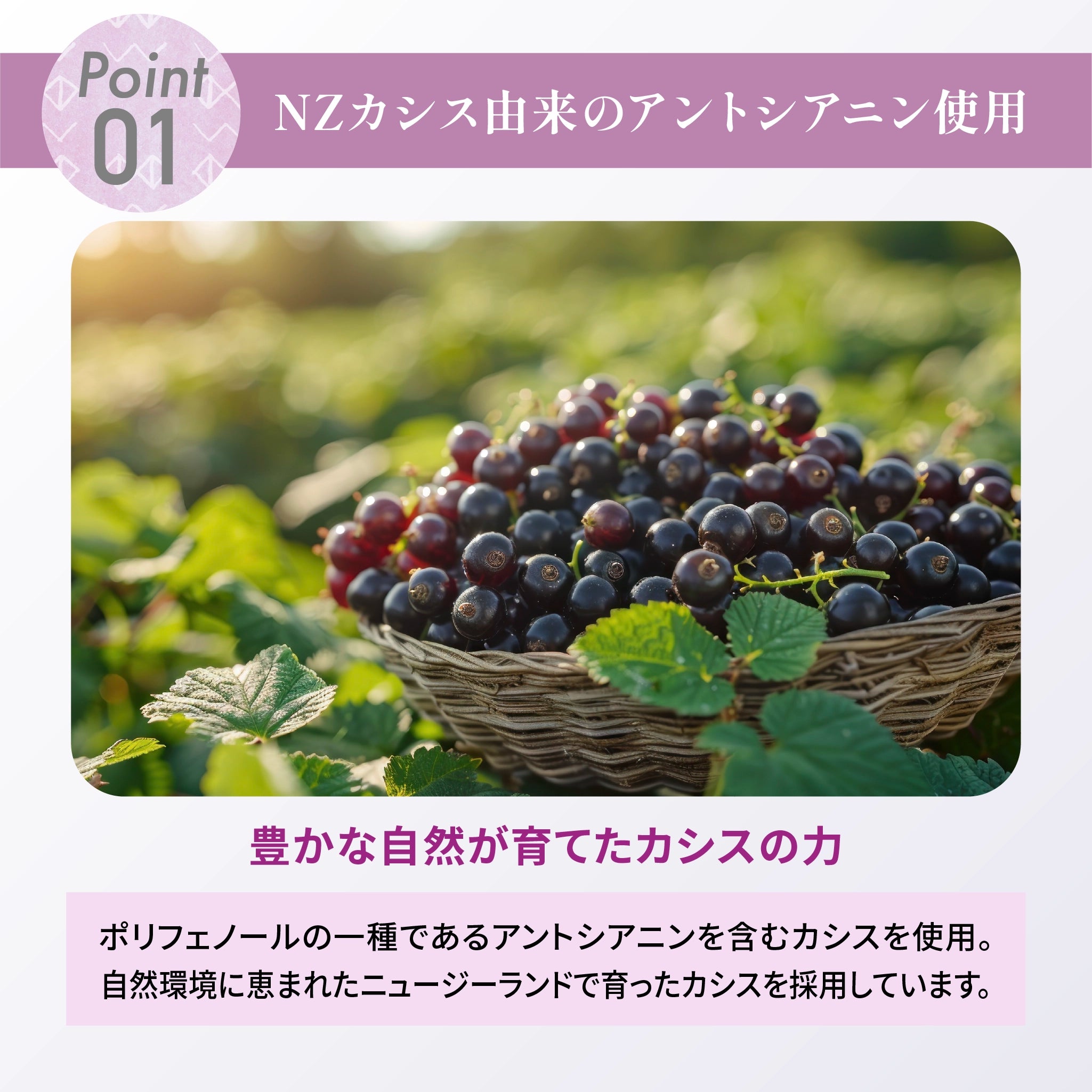 わたしのカシス